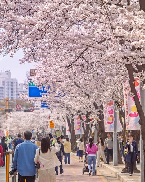 韓国の花見スポット